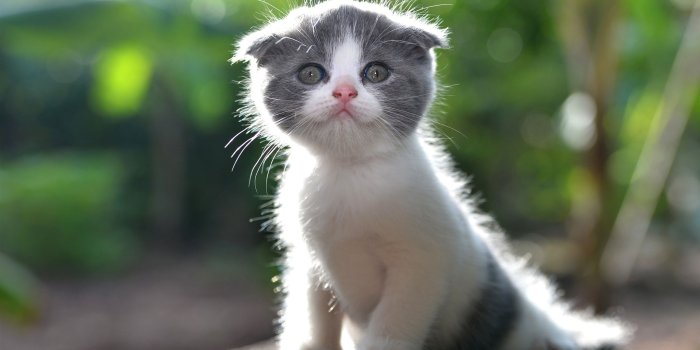 2560x1600 Cute kitten wallpaper, furry cat • Wallpaper For You HD Wallpaper For  Desktop & Mobile