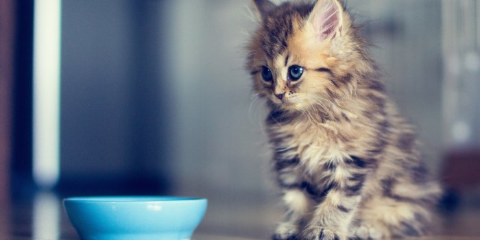 1920x1080 Funny Kitten Wallpaper #6954678