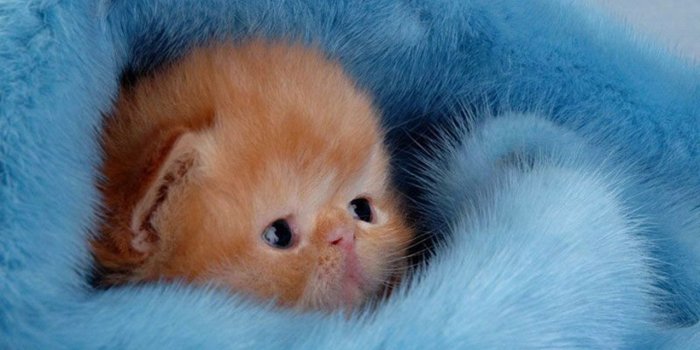 1280x800 10 Cute Facts About Kittens + Cute Kitten Wallpapers! - LovelyTab