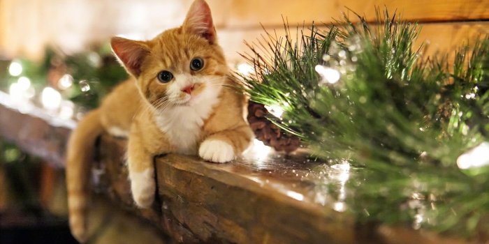 1920x1200 HD Kitten Wallpapers Desktop Background