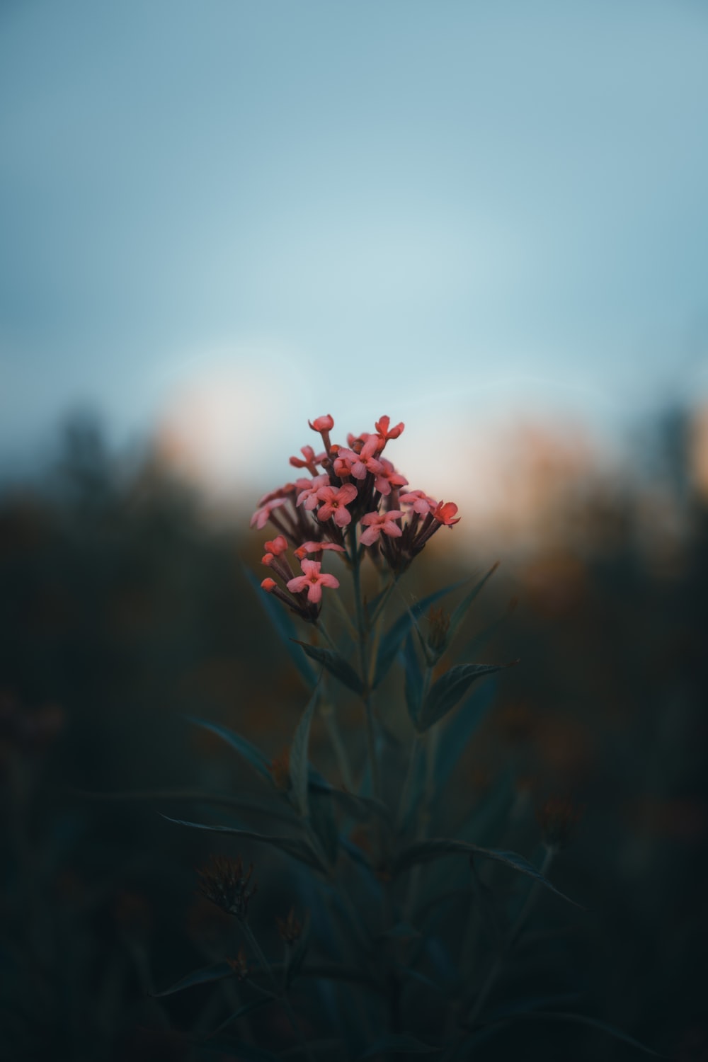 1000x1500 Oneplus 7 Pro Wallpapers Pictures | Download Free Images on Unsplash