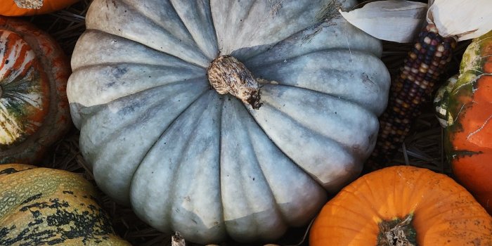 2270x4032 Downloadable Pumpkin Wallpaper — Lily Morello