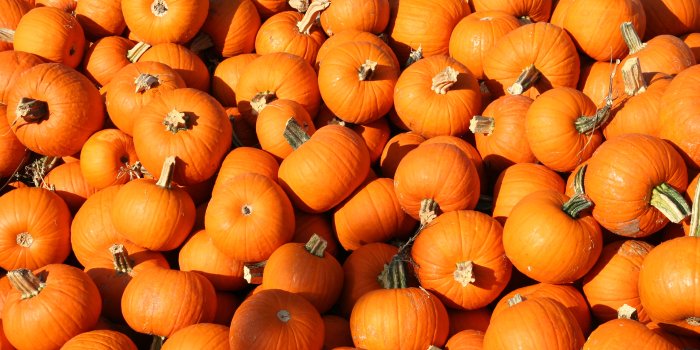 3456x2304 Pumpkin Wallpapers HD - PixelsTalk.Net