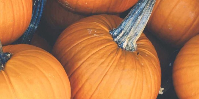 1080x1920 Pumpkin Wallpaper | WhatsPaper