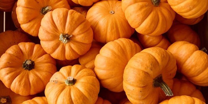 1000x1333 Pumpkin Wallpapers - 4k, HD Pumpkin Backgrounds on WallpaperBat