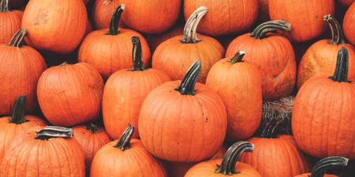 1920x1080 Pumpkin Wallpapers • TrumpWallpapers