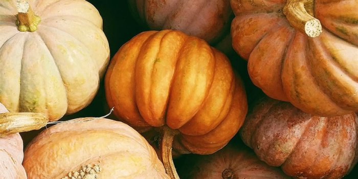 1170x2532 Best Pumpkin iPhone 12 HD Wallpapers - iLikeWallpaper
