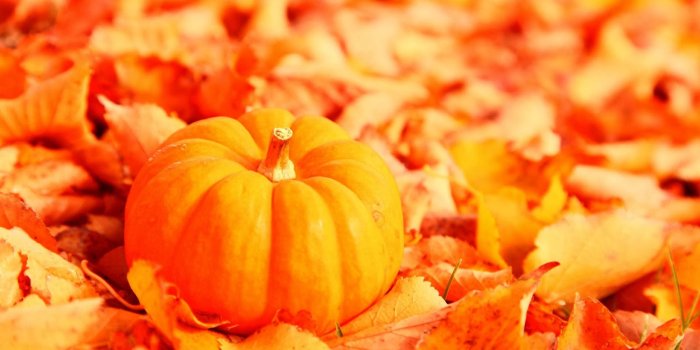 1600x1000 Cute Baby HD Wallpaper: Pumpkin Wallpapers