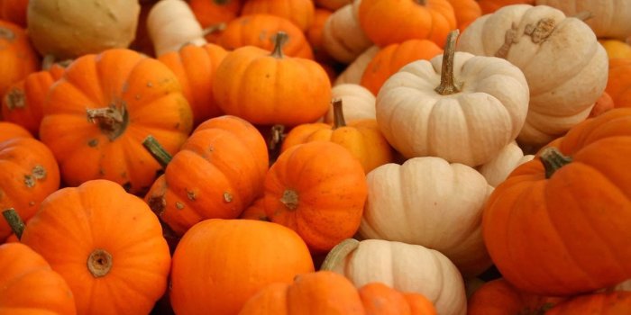 1600x1200 Wallpaper: Pumpkin Wallpapers Desktop Background