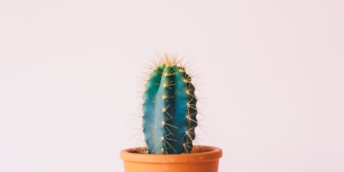 1000x1225 Cactus Wallpapers: Free HD Download [500+ HQ] | Unsplash