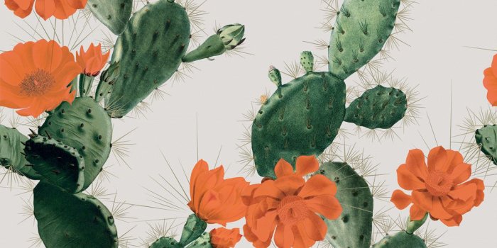 1100x1318 Alluring Cactus Wallpaper • Bold Bright Cacti Design • Milton & King AUS