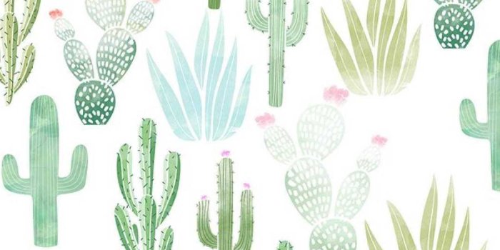 1080x1920 Cactus Wallpaper - iXpap