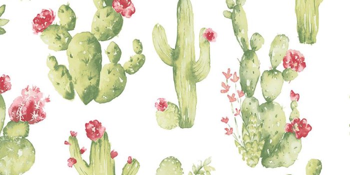 1000x1000 Norwall Cactus Vinyl Roll Wallpaper (Covers 55 sq. ft.)-CK36630 - The Home  Depot