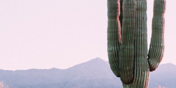 1000x1500 Cactus Wallpapers: Free HD Download [500+ HQ] | Unsplash