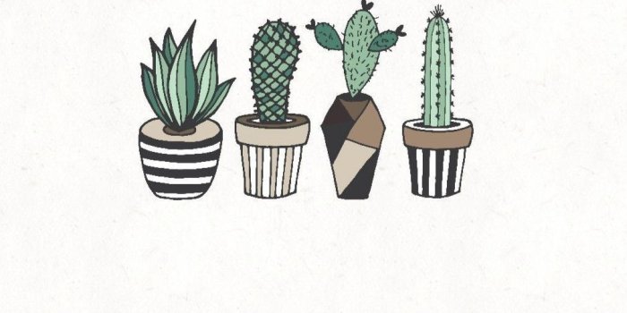 1010x2016 Cactus Aesthetic Wallpapers