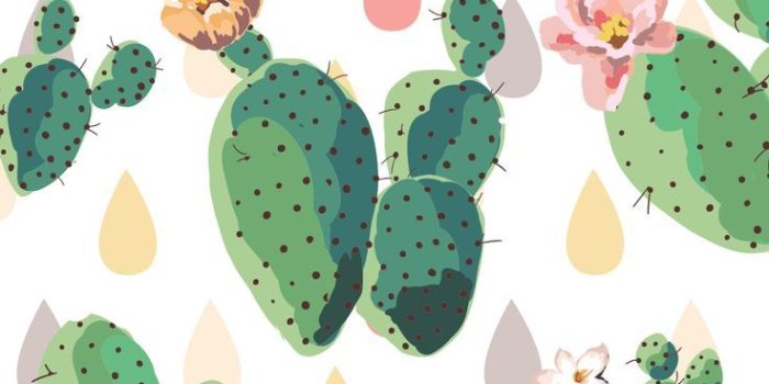 736x1308 Cactus iPhone Wallpaper | Screen savers wallpapers, Cute screen savers,  Iphone screen savers