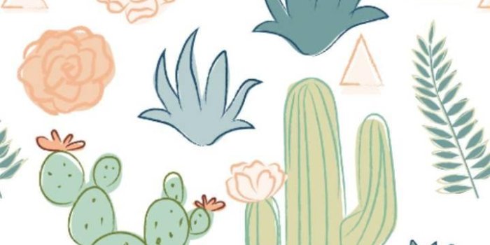 720x1280 Cactus Wallpaper for Android - APK Download