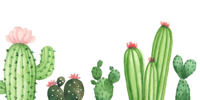 1920x1080 cactus wallpaper for computer | Plant wallpaper, Watercolor desktop  wallpaper, Computer wallpaper