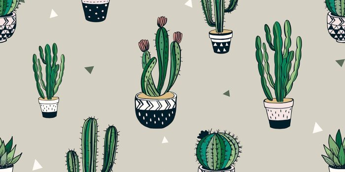 1500x1500 Cactus Wallpapers - 4k, HD Cactus Backgrounds on WallpaperBat