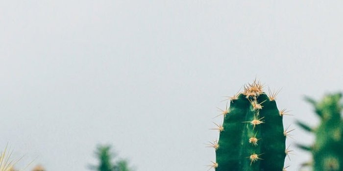 736x1308 Cactus Background Wallpaper - NawPic