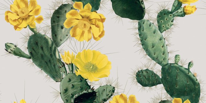 1100x1318 Alluring Cactus Wallpaper • Bold Bright Cacti Design • Milton & King