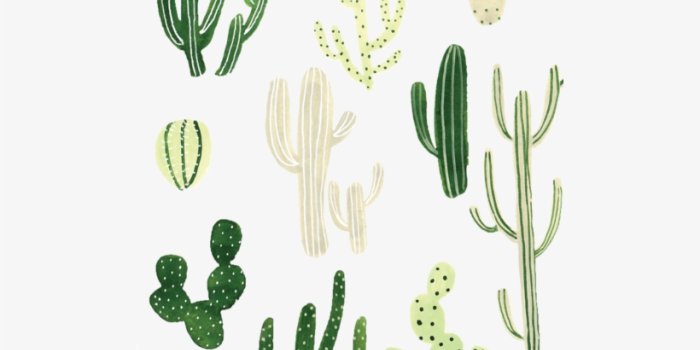 820x989 Steffi Lynn - Cactus Wallpaper Iphone Transparent PNG - 500x909 - Free  Download on NicePNG