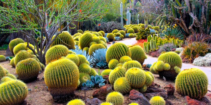 3072x2048 cactus Wallpapers HD / Desktop and Mobile Backgrounds