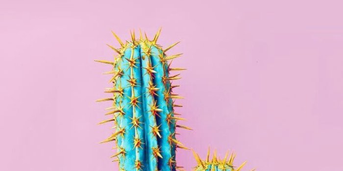 740x1280 Cactus Background Wallpaper - NawPic