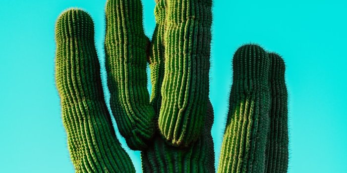 1000x1499 Cactus Wallpapers: Free HD Download [500+ HQ] | Unsplash