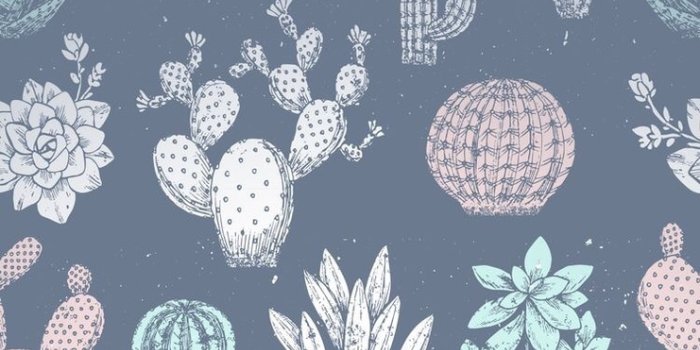 741x1280 Cactus, Wallpaper, And Cute Image - Cute Wallpapers For Your Phone -  741x1280 Wallpaper - teahub.io
