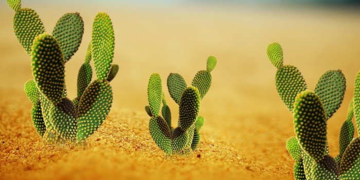 1920x1080 Desktop Cactus Wallpaper - EnWallpaper