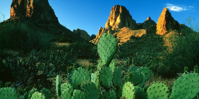 1920x1080 22 Cactus Wallpapers - Wallpaperboat