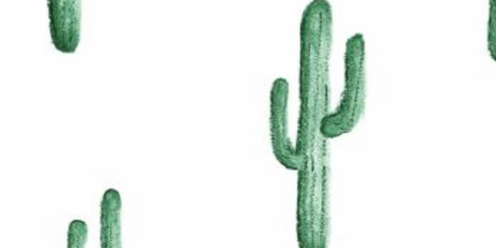 900x1000 Cactus Wallpaper - Cactus - Hd Wallpapers - Cactus Wallpapwr - 900x1000 -  Download HD Wallpaper - WallpaperTip