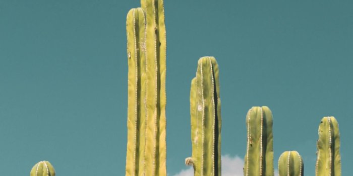 1242x2688 cactus iPhone Wallpapers Free Download
