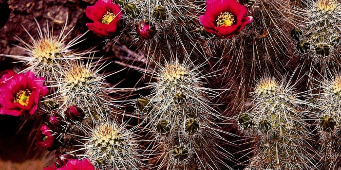 1200x825 Flower Mosaic, Cactus, Flowers wallpaper | FREE Download backgrounds
