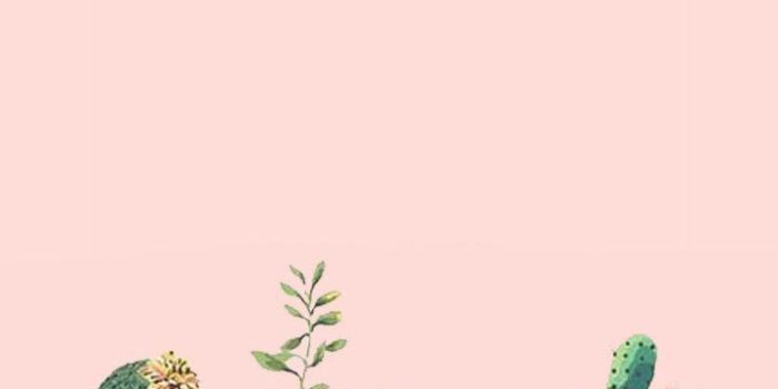 720x1280 Colorful Cactuses Aesthetic Wallpapers