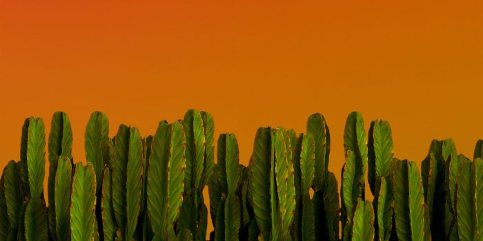 1920x1080 5 cactus hd wallpapers, desktop pc, laptop, mac, iphone, ipad, android  mobiles, tablets, windows phone