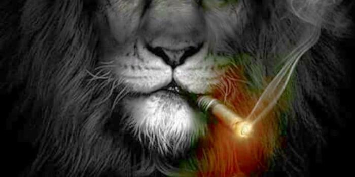 1080x1920 Bad boy | Lion live wallpaper, Lion wallpaper, Lion hd wallpaper