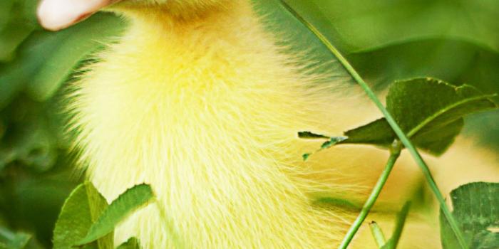 1600x2844 Cute Duck Wallpapers - Top Free Cute Duck Backgrounds - WallpaperAccess