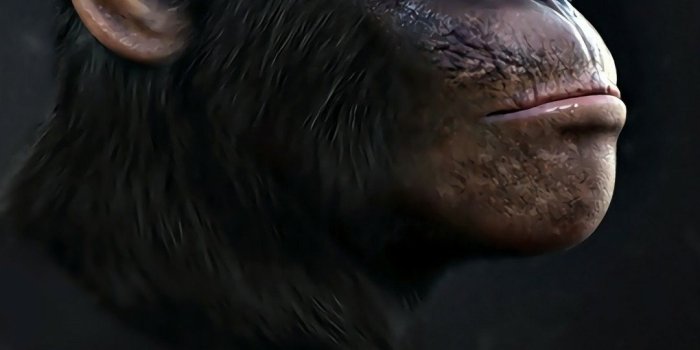 1080x1920 Cool Monkey Wallpapers - Top Free Cool Monkey Backgrounds - WallpaperAccess