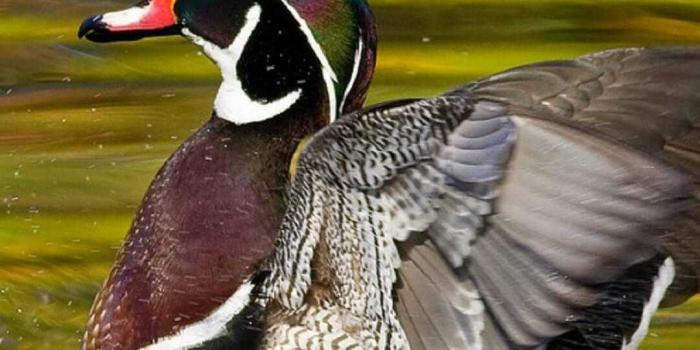 1080x1920 HD Duck Wallpaper - iXpap