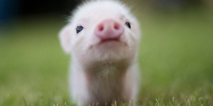1920x1080 Pig Wallpapers - Top Free Pig Backgrounds - WallpaperAccess