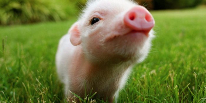 1280x983 Baby Pig Wallpapers