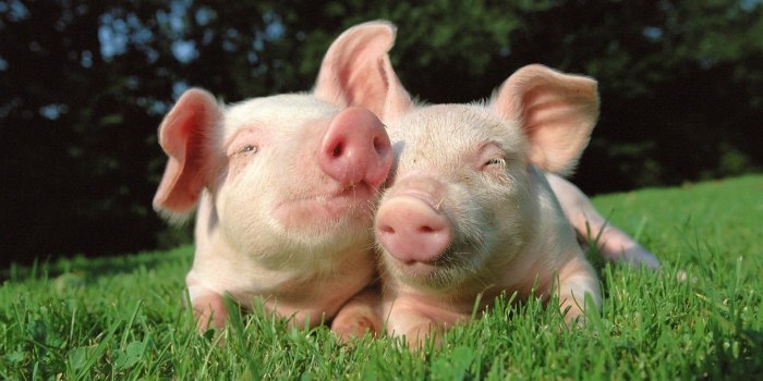 1920x1200 Pig Wallpapers - Top Free Pig Backgrounds - WallpaperAccess