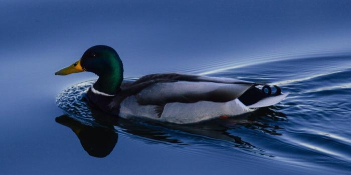 2048x2732 Duck on Blue Water Wallpaper - iPhone, Android & Desktop Backgrounds