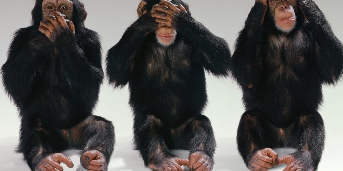 1600x1200 Monkey Wallpapers