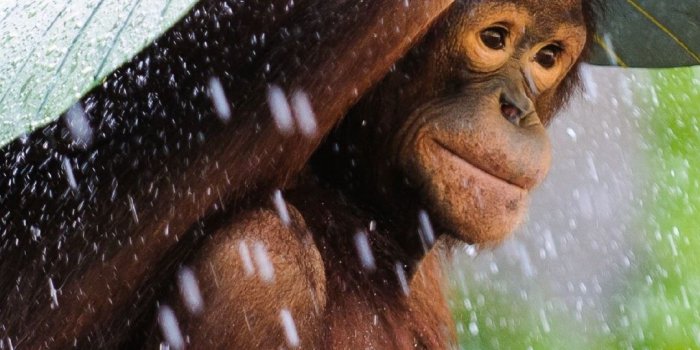 1080x1920 22 Monkey Mobile Wallpapers - Wallpaperboat