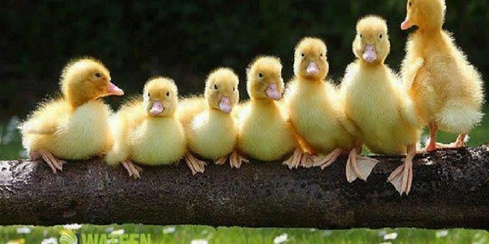 1066x800 Duck Wallpapers - Top Free Duck Backgrounds - WallpaperAccess