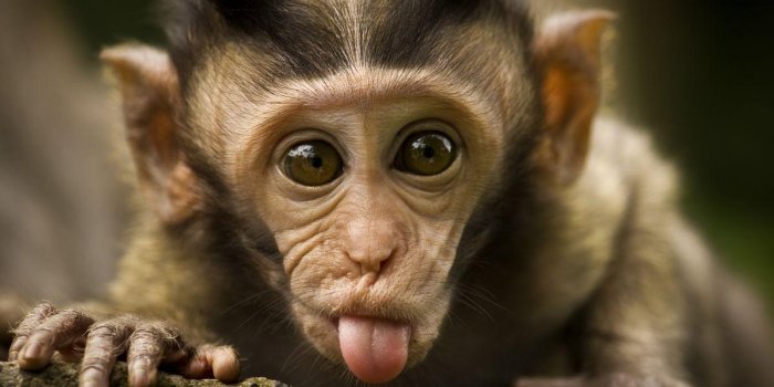 1200x784 Baby Monkey Wallpapers - Cute Monkey - 1200x784 Wallpaper - teahub.io