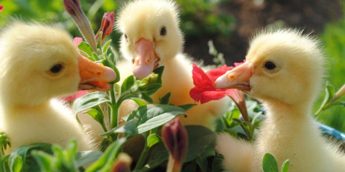 1920x1270 40+ 4K Ultra HD Duck Wallpapers | Background Images